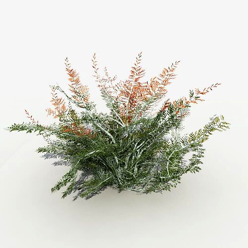 Desert Tamarisk