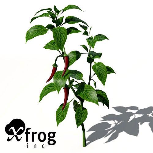 XfrogPlants Chili Pepper