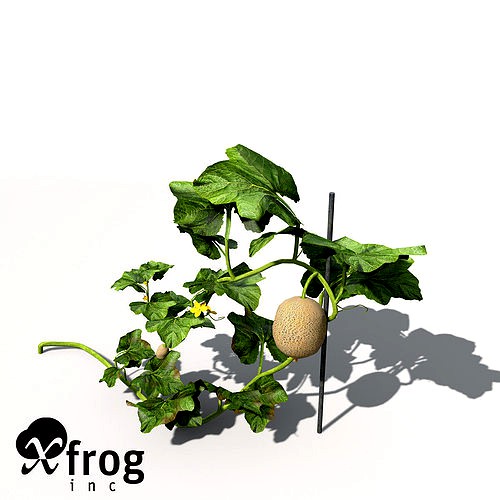 XfrogPlants Cantaloupe