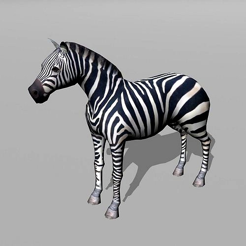 zebra