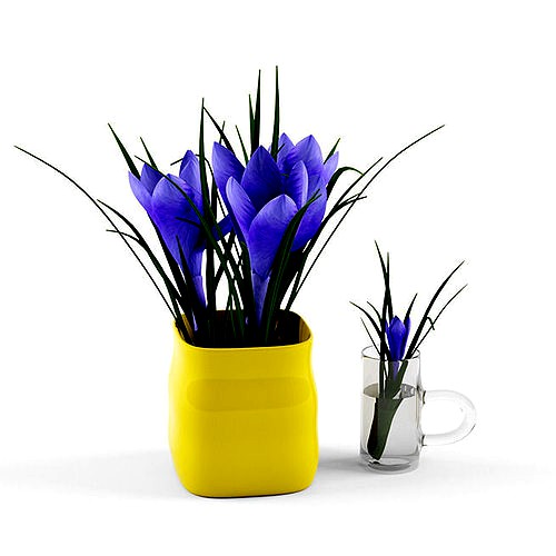 Crocus