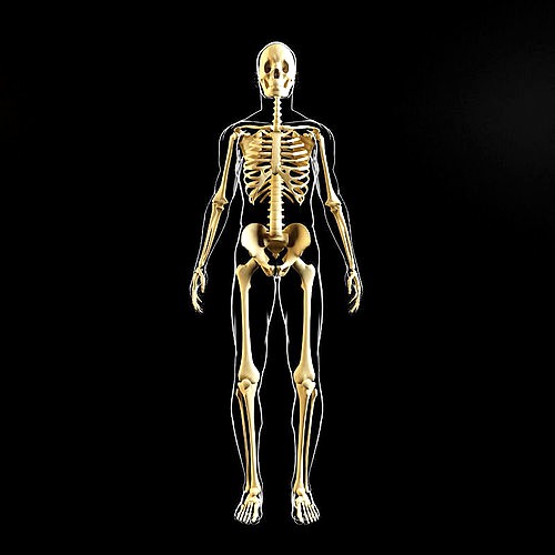 Skeleton and human body