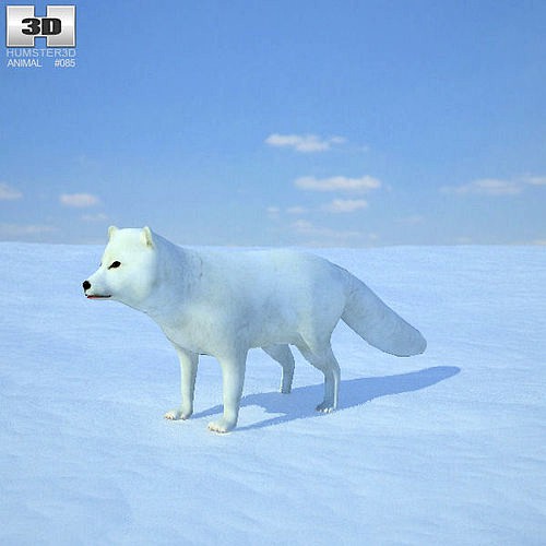 Arctic Fox