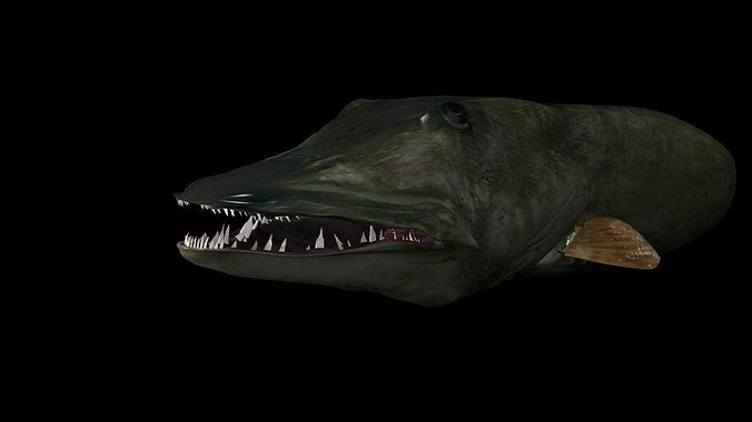 MUSKIE HEAD TEXTURES