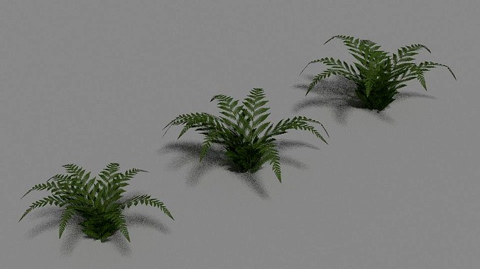 Green Fern Set