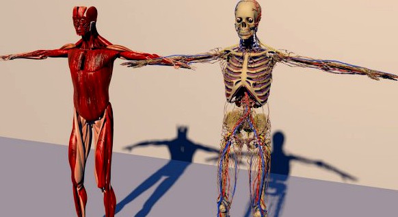 Human anatomy 3D Model