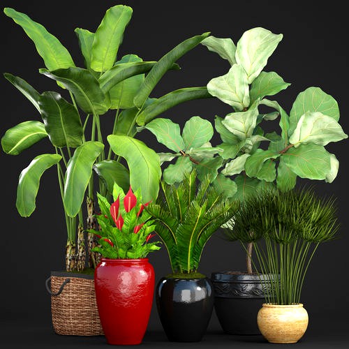 Collection plants