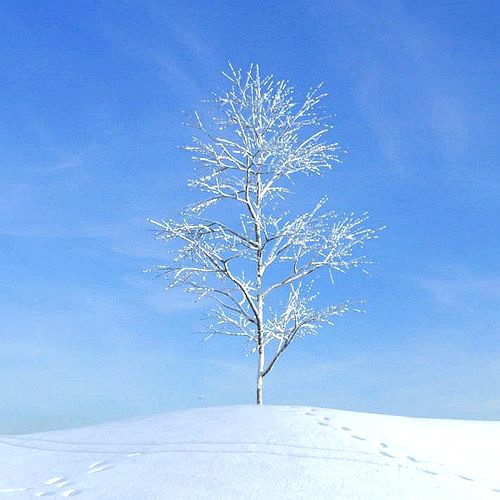 Winter Bare Tree