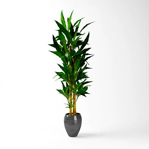 Room Potted Plant