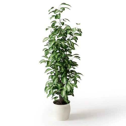 Houseplant Potted Leafy