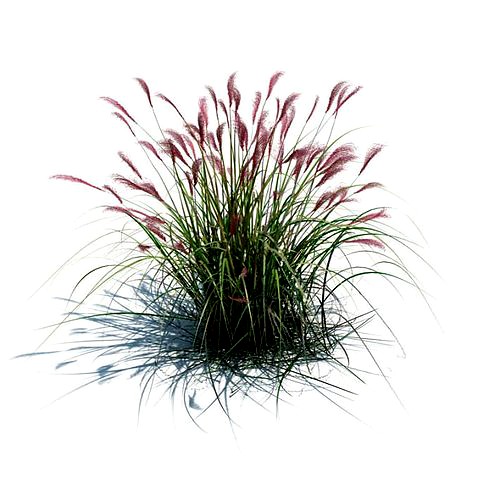 Green Miscanthus Sacchariflorus