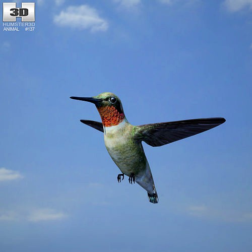 Bee Hummingbird Mellisuga Helenae