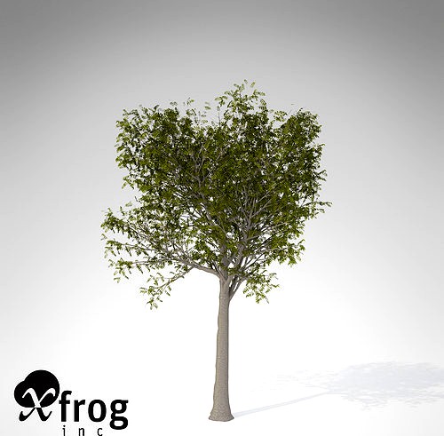 XfrogPlants European Mountain Ash