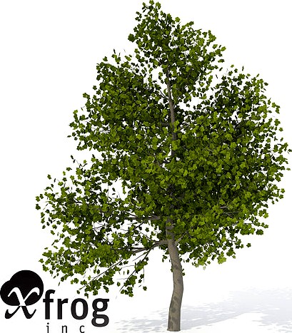 XfrogPlants Italian Maple