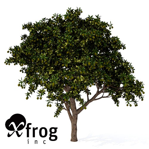 XfrogPlants Mango tree