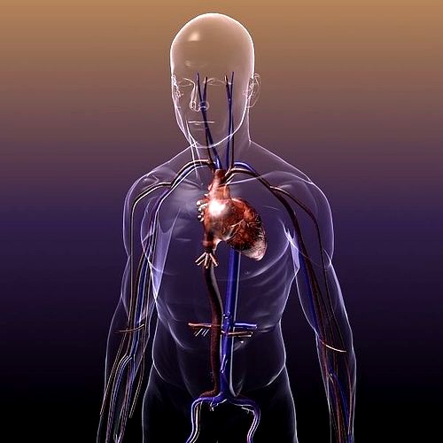 Circulatory System Anatomy in a Human Body