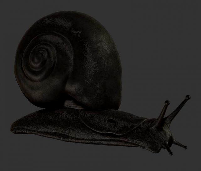 Snail 3D Model