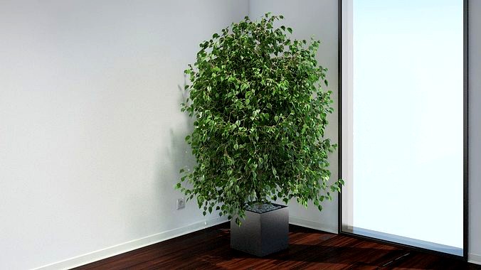 VP Ficus Benjamina