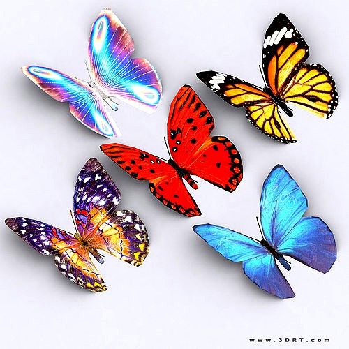 3DRT - Butterfly
