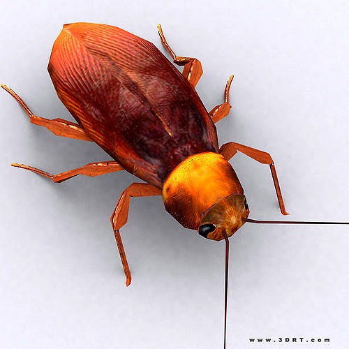 3DRT - Cockroach