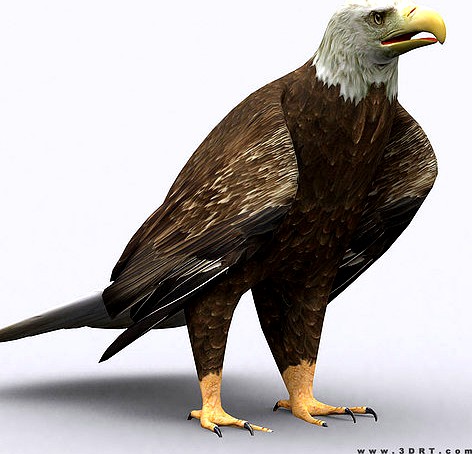 3DRT - Eagle
