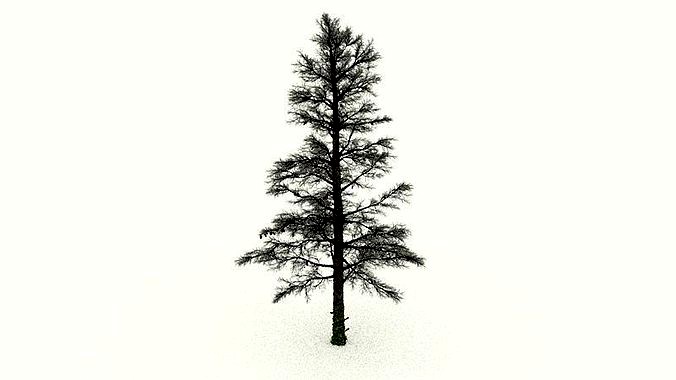 White Fir Conifer