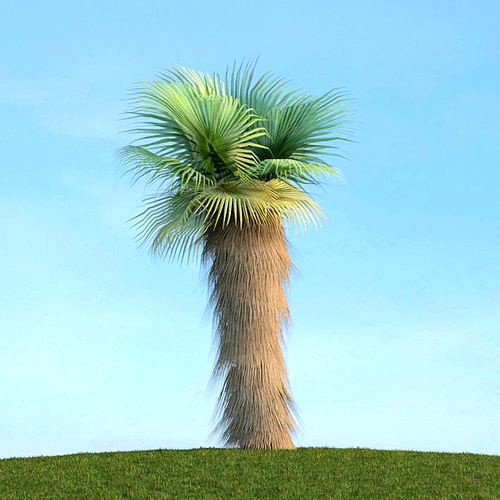 Palm Tree