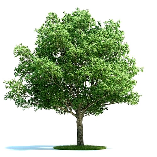 Beautiful Full Tree Ready To Be Used In Your Scene