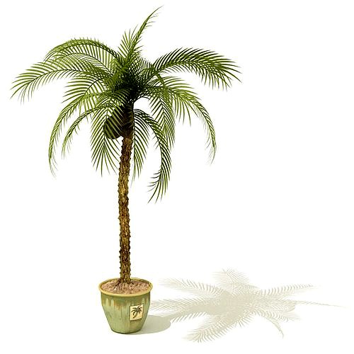 Leafy Palm Trees In Green Pot