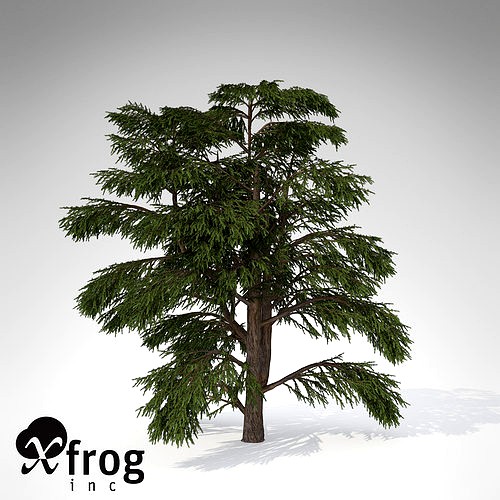 XfrogPlants Lebanon Cedar