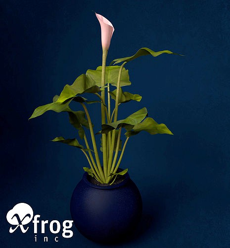 XfrogPlants Calla Lily