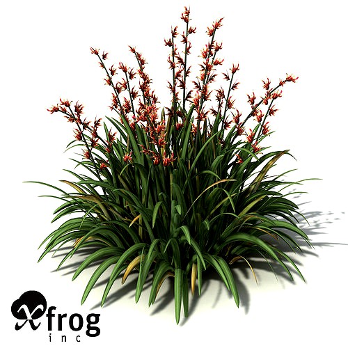 XfrogPlants New Zealand Flax