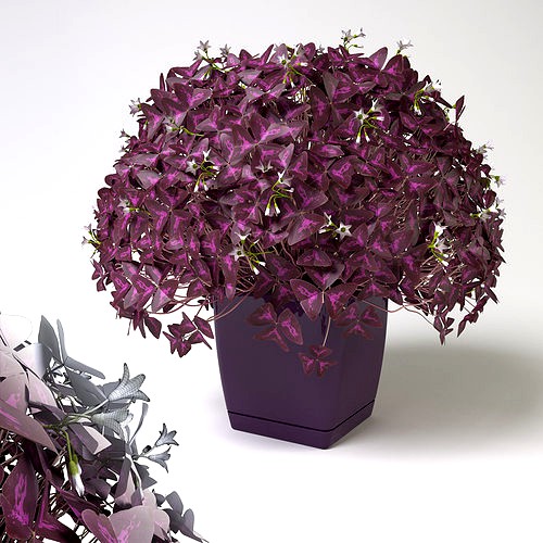 Oxalis triangularis