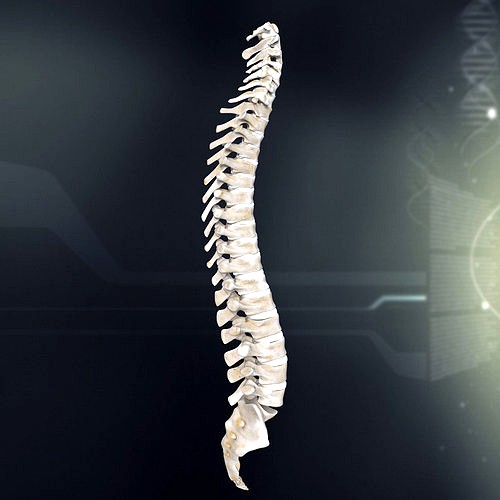 Human Spinal Anatomy