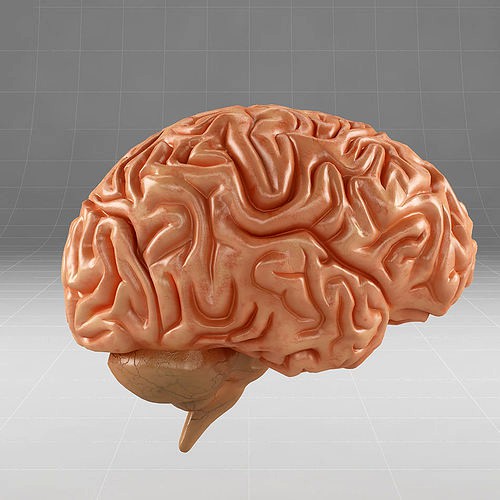 Anatomy brain