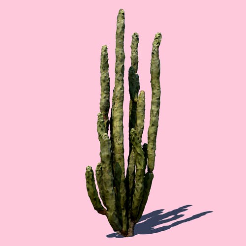 Totem Cactus