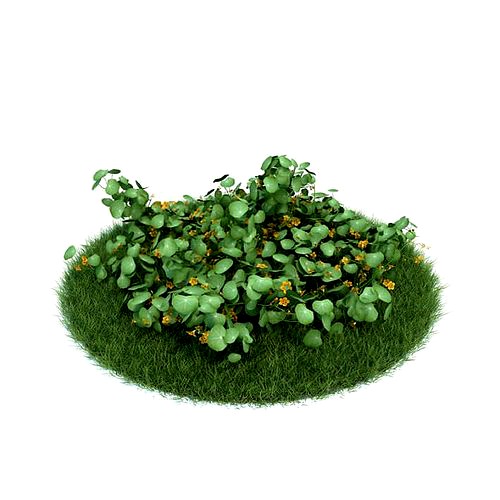 Natural Green Grass Plant