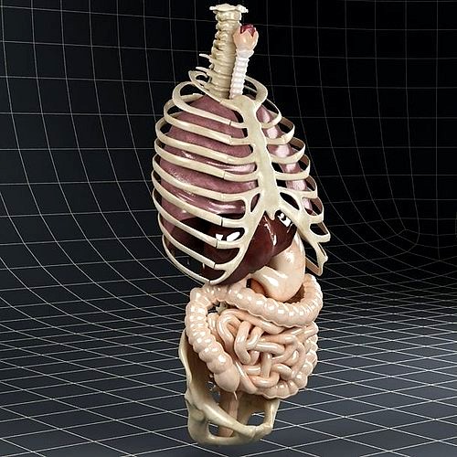 Anatomy Internal Organs 01