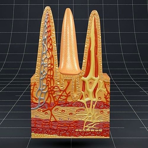 Anatomy Intestinal villi