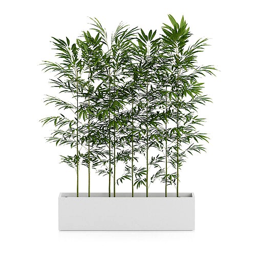 Bamboos in Large Rectangular Pot