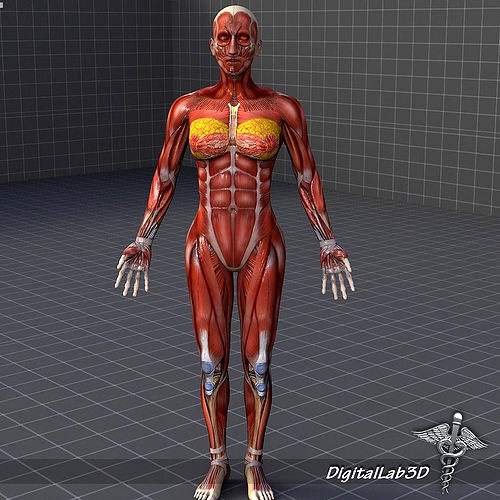 Human Female Muscular System