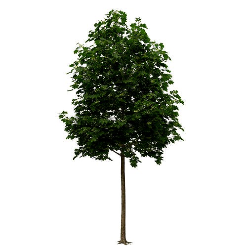 Acer platanoides 102SU