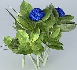 3D Hortensia Hydrangea Hydrangea macrophylla Plante Arbre arbuste