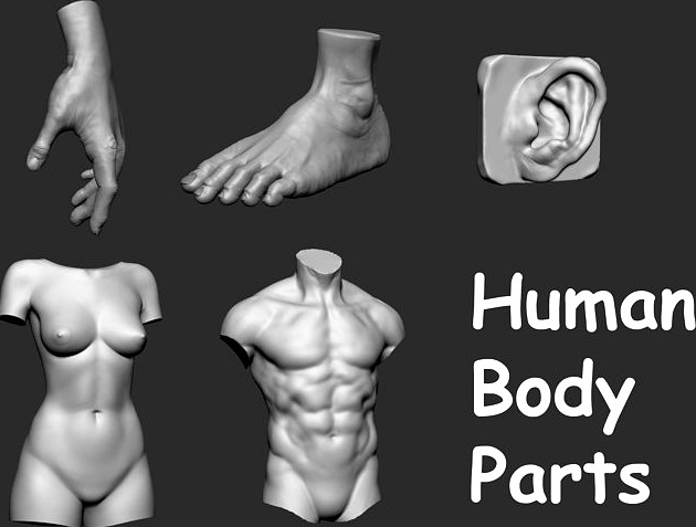 Human Body Parts