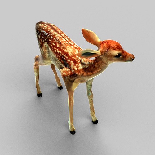Tiny Fawn