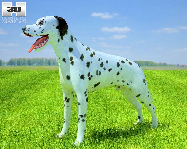 Dalmatian 3D Model