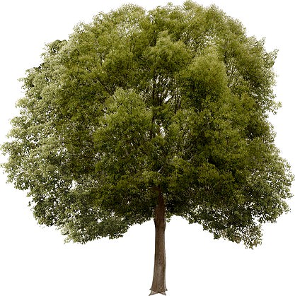 Hackberry Tree Lowpoly