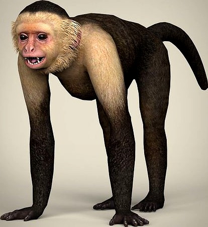 Low Poly Realistic Capuchin Monkey