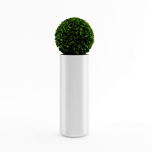 Spherical house plant