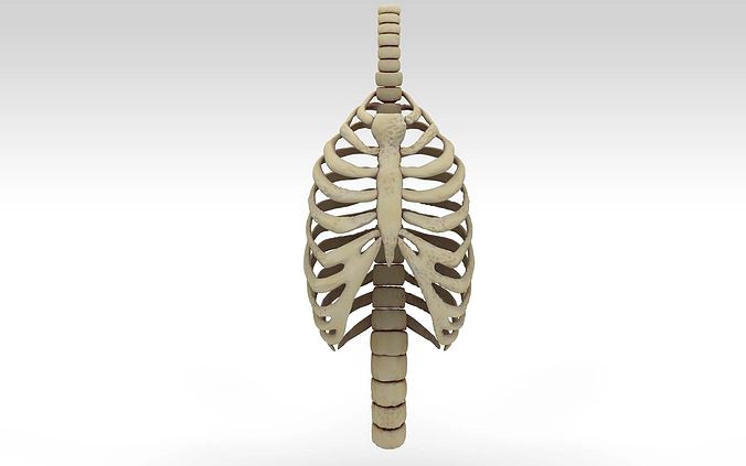 Rib Cage Accurate 3d Model With Verterbrae and Ribs